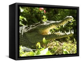 American Crocodile (Crocodylus Acutus) Costa Rica-Andres Morya Hinojosa-Framed Stretched Canvas