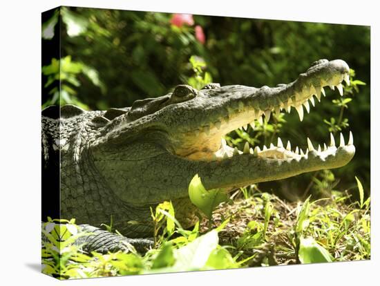 American Crocodile (Crocodylus Acutus) Costa Rica-Andres Morya Hinojosa-Stretched Canvas
