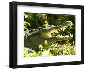 American Crocodile (Crocodylus Acutus) Costa Rica-Andres Morya Hinojosa-Framed Photographic Print