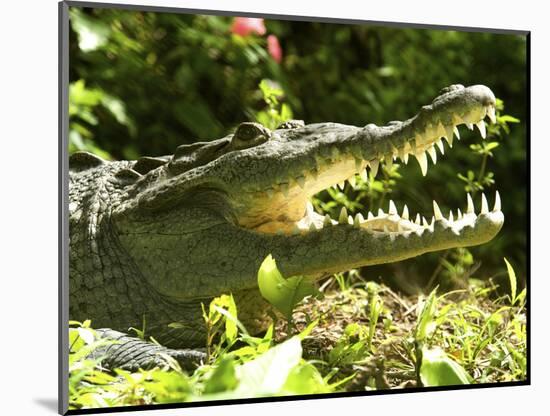 American Crocodile (Crocodylus Acutus) Costa Rica-Andres Morya Hinojosa-Mounted Photographic Print