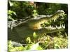 American Crocodile (Crocodylus Acutus) Costa Rica-Andres Morya Hinojosa-Stretched Canvas