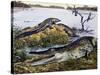 American Crocodile (Crocodylus Acutus), Crocodylidae, Drawing-null-Stretched Canvas