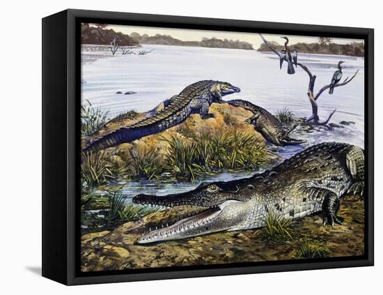 American Crocodile (Crocodylus Acutus), Crocodylidae, Drawing-null-Framed Stretched Canvas