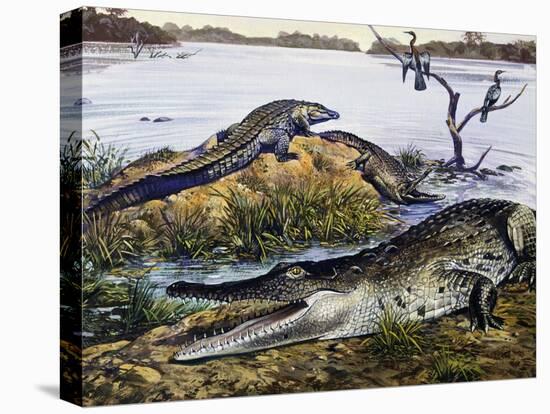American Crocodile (Crocodylus Acutus), Crocodylidae, Drawing-null-Stretched Canvas