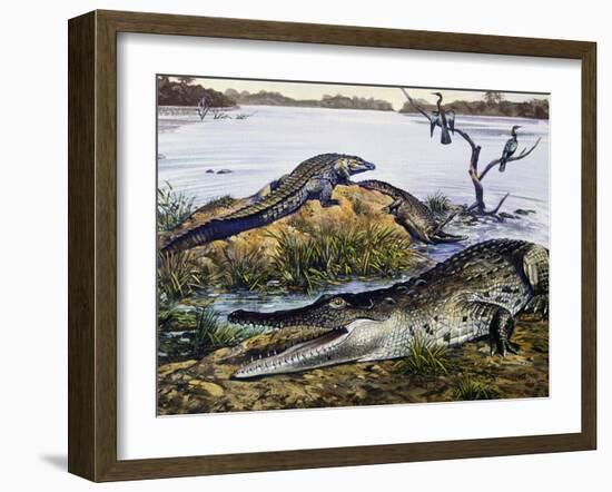 American Crocodile (Crocodylus Acutus), Crocodylidae, Drawing-null-Framed Giclee Print