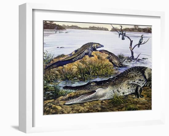 American Crocodile (Crocodylus Acutus), Crocodylidae, Drawing-null-Framed Giclee Print