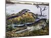 American Crocodile (Crocodylus Acutus), Crocodylidae, Drawing-null-Mounted Giclee Print