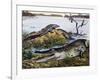 American Crocodile (Crocodylus Acutus), Crocodylidae, Drawing-null-Framed Giclee Print