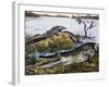 American Crocodile (Crocodylus Acutus), Crocodylidae, Drawing-null-Framed Giclee Print