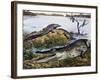 American Crocodile (Crocodylus Acutus), Crocodylidae, Drawing-null-Framed Giclee Print