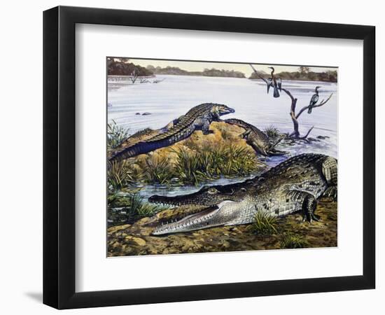 American Crocodile (Crocodylus Acutus), Crocodylidae, Drawing-null-Framed Premium Giclee Print