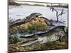 American Crocodile (Crocodylus Acutus), Crocodylidae, Drawing-null-Mounted Premium Giclee Print