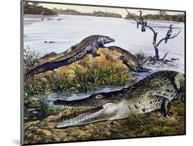 American Crocodile (Crocodylus Acutus), Crocodylidae, Drawing-null-Mounted Premium Giclee Print