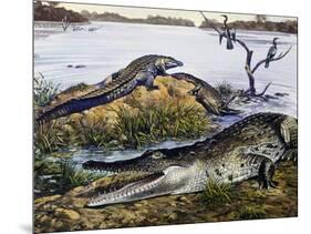 American Crocodile (Crocodylus Acutus), Crocodylidae, Drawing-null-Mounted Giclee Print