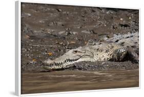 American Crocodile (Crocodylus Acutus), Palo Verde National Park, Costa Rica, Central America-Sergio Pitamitz-Framed Photographic Print