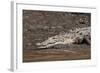 American Crocodile (Crocodylus Acutus), Palo Verde National Park, Costa Rica, Central America-Sergio Pitamitz-Framed Photographic Print