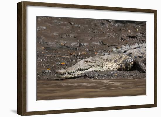 American Crocodile (Crocodylus Acutus), Palo Verde National Park, Costa Rica, Central America-Sergio Pitamitz-Framed Photographic Print