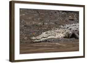 American Crocodile (Crocodylus Acutus), Palo Verde National Park, Costa Rica, Central America-Sergio Pitamitz-Framed Photographic Print