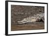 American Crocodile (Crocodylus Acutus), Palo Verde National Park, Costa Rica, Central America-Sergio Pitamitz-Framed Photographic Print