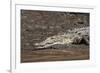 American Crocodile (Crocodylus Acutus), Palo Verde National Park, Costa Rica, Central America-Sergio Pitamitz-Framed Photographic Print