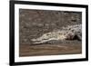 American Crocodile (Crocodylus Acutus), Palo Verde National Park, Costa Rica, Central America-Sergio Pitamitz-Framed Photographic Print