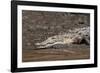 American Crocodile (Crocodylus Acutus), Palo Verde National Park, Costa Rica, Central America-Sergio Pitamitz-Framed Photographic Print