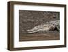 American Crocodile (Crocodylus Acutus), Palo Verde National Park, Costa Rica, Central America-Sergio Pitamitz-Framed Photographic Print