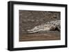 American Crocodile (Crocodylus Acutus), Palo Verde National Park, Costa Rica, Central America-Sergio Pitamitz-Framed Photographic Print