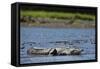 American Crocodile in the Rio Tarcoles River-null-Framed Stretched Canvas