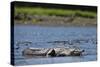 American Crocodile in the Rio Tarcoles River-null-Stretched Canvas