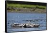 American Crocodile in the Rio Tarcoles River-null-Framed Stretched Canvas