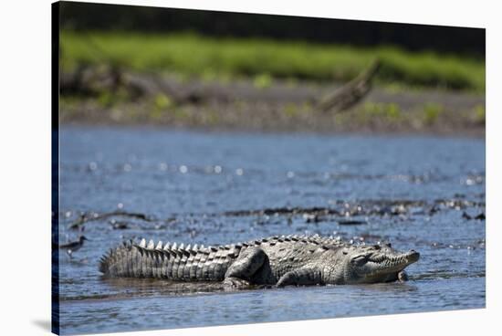 American Crocodile in the Rio Tarcoles River-null-Stretched Canvas