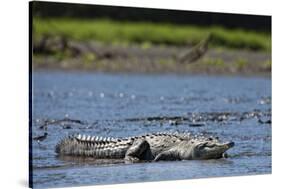 American Crocodile in the Rio Tarcoles River-null-Stretched Canvas