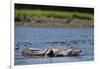 American Crocodile in the Rio Tarcoles River-null-Framed Photographic Print