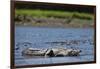 American Crocodile in the Rio Tarcoles River-null-Framed Photographic Print