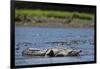 American Crocodile in the Rio Tarcoles River-null-Framed Photographic Print