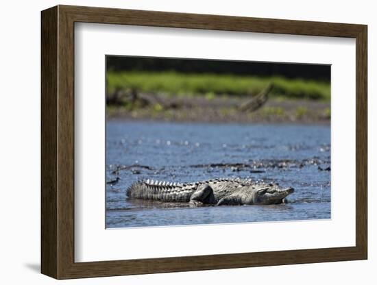 American Crocodile in the Rio Tarcoles River-null-Framed Photographic Print