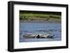 American Crocodile in the Rio Tarcoles River-null-Framed Photographic Print