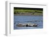 American Crocodile in the Rio Tarcoles River-null-Framed Photographic Print