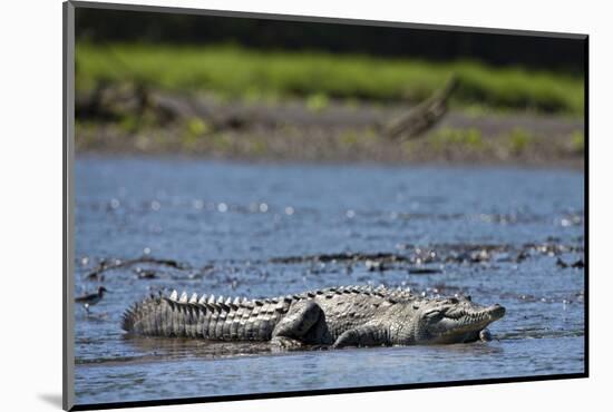 American Crocodile in the Rio Tarcoles River-null-Mounted Photographic Print