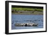 American Crocodile in the Rio Tarcoles River-null-Framed Photographic Print