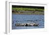 American Crocodile in the Rio Tarcoles River-null-Framed Photographic Print