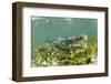 American crocodile over seagrass bed, Mexico-Franco Banfi-Framed Photographic Print