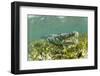 American crocodile over seagrass bed, Mexico-Franco Banfi-Framed Photographic Print