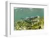 American crocodile over seagrass bed, Mexico-Franco Banfi-Framed Photographic Print
