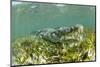 American crocodile over seagrass bed, Mexico-Franco Banfi-Mounted Photographic Print