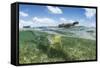 American crocodile over seagrass bed, Mexico-Franco Banfi-Framed Stretched Canvas