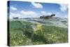 American crocodile over seagrass bed, Mexico-Franco Banfi-Stretched Canvas