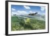 American crocodile over seagrass bed, Mexico-Franco Banfi-Framed Photographic Print