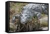 American Crocodile Sunning, Everglades NP, Florida, Usa-Maresa Pryor-Framed Stretched Canvas